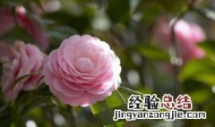 花怎么种 玫瑰花怎么种