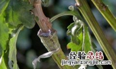 青蒿嫁接菊花的教程 青蒿如何嫁接嫁接菊花