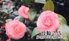 梦见花朵是什么意思 梦见花朵是什么意思周公解梦