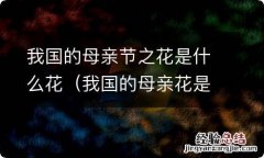 我国的母亲花是什么花? 我国的母亲节之花是什么花