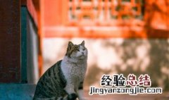 紫禁城养猫 紫禁城有多少只猫