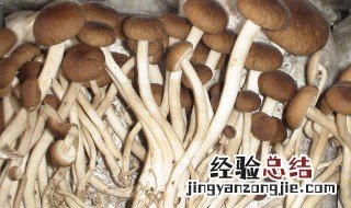 茶树菇发霉吃了会怎样处理 茶树菇发霉吃了会怎样