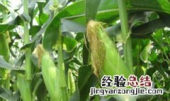 玉米种植技术与管理施肥 玉米种植技术