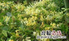 金银花种植技术与栽培管理 金银花种植