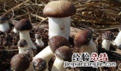 蘑菇怎么种植的视频教程 蘑菇怎么种植的