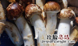 松茸怎么挑选 挑选松茸方法