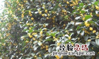 桂花树怎么种 桂花树怎么种植方法