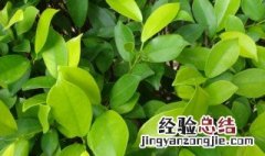 植物怎么种 星露谷架子植物怎么种