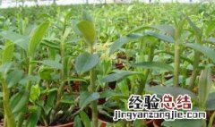 铁皮石斛种植成本和利润 铁皮石斛种植