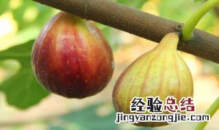 无花果种植 无花果种植条件和区域