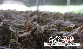 金线莲种植 金线莲种植基地在哪里