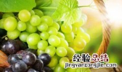 青葡萄可以酿葡萄酒吗? 青葡萄可以酿葡萄酒吗