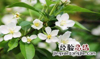 茉莉花泡茶怎么泡茶 茉莉花泡茶怎么泡茶好