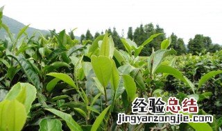 茶树怎么种 茶树种法教程