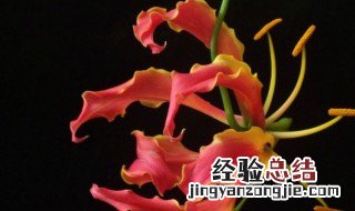 花卉植物鸡爪兰怎么养 花卉植物鸡爪兰怎么养殖