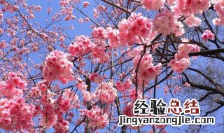 樱花花语及寓意百度 樱花花语及寓意