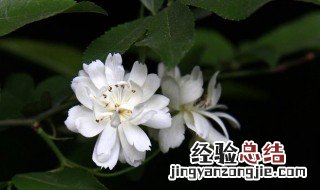 木香花四季开花吗 木香花四季常青吗