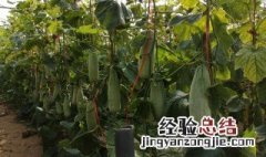 露地种植羊角蜜怎样管理怎么挖坑 羊角蜜露天种植技术