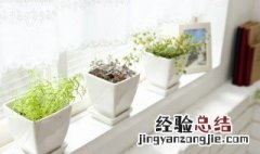 矮盆适合养什么绿植 矮花盆适合养什么植物