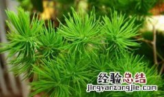 属猴的适合养什么花草 属猴的适合养什么花