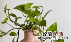 家庭适合养什么花 适合家养的花卉