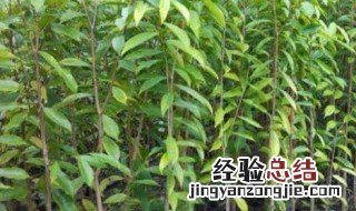 沉香木种植多久成材 沉香木种植