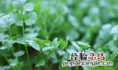 香菜种植技术与管理方法 香菜种植技术