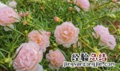 太阳花的种植 太阳花的种植步骤