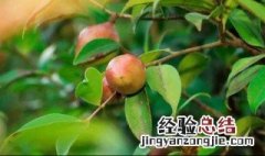 油茶种植技术大全视频 油茶种植技术