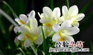 香水兰开完花怎么办 香水兰开完花之后还会再开花吗