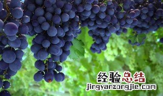葡萄树如何剪枝 五招教你轻松搞定