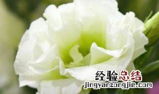 养洋桔梗花需要注意什么 洋桔梗鲜花怎么养