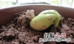 魔豆的种植方法 魔豆的种植方法图解