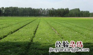 佛甲草种植 佛甲草种植密度