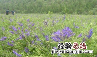 黄芩种植技术 黄芩种植技术全过程