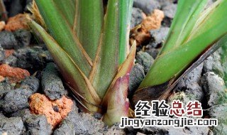 兰花芽多久长大 兰花花芽长到开花要多长时间