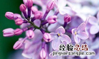 丁香花种植方法和注意事项 丁香花种植