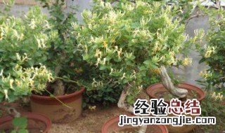 花盆批发价厂家直销 盆栽金银花种植技术