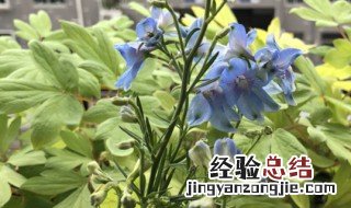 小飞燕怎么养护 小飞燕怎么养