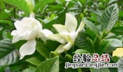 栀子花盆栽养护知识 盆栽栀子花养殖注意事项是什么