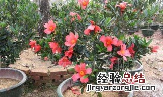 杜鹃花干枝的养殖方法 杜鹃花干枝怎么养