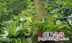 8月份最适合种什么菜? 8月份适合种植什么蔬菜