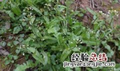 荠菜怎么保存放的时间长 荠菜怎么能长期保存