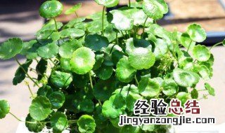 水泡花怎么养用什么水 水泡花怎么养