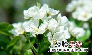 荼蘼花怎么养 荼蘼花的养殖方法介绍