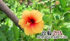 盆栽木槿花怎么养殖方法? 盆栽木槿花怎么养