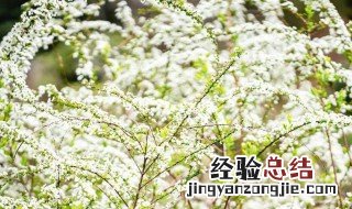 雪柳开完花后需要修剪吗 雪柳开完花还能活吗