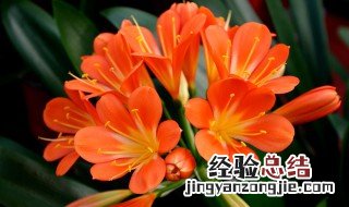 君子兰开花后怎么处理 君子兰开花后处理方法