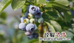 蓝莓花坐果与没坐果区别 蓝莓花坐果与没坐果区别是什么