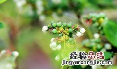 蓝莓开什么颜色的花几月份结果? 蓝莓开什么颜色的花